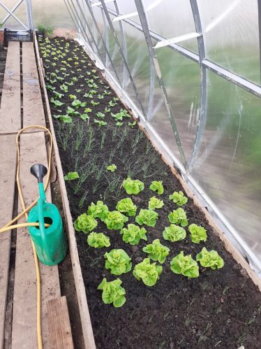 Growing Vegetables in tunnel | Paul Butler